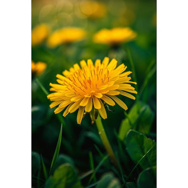 Petit Tableau de Fleur